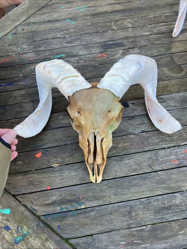 Rams head sheep skulls - sheep,