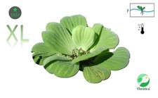 Water Lettuce XL-Giant Live Aquarium Oxygenating Floating Plants Fish Tank