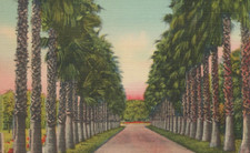 Washingtonia Robusta Palm