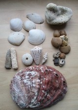 Mixed sea shells dead coral - mixed, &