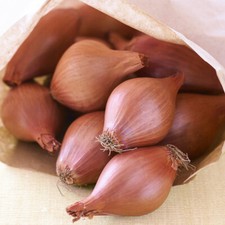 50 Long Sweet Brown Onion Seeds UK Large Elista Heirloom Exhibition Shallots