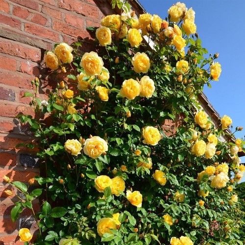 Climbing clambing rose plant - rose,