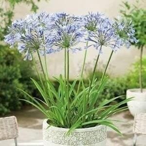 Baby pete dwarf agapanthus - 2,
