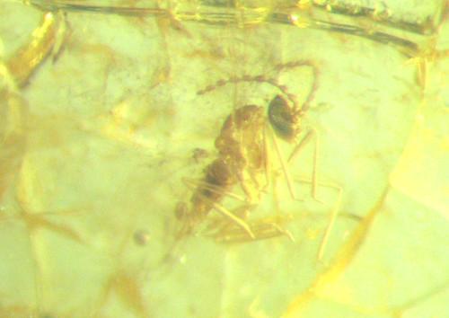 Pliocene amber kenya - pliocene, africa
