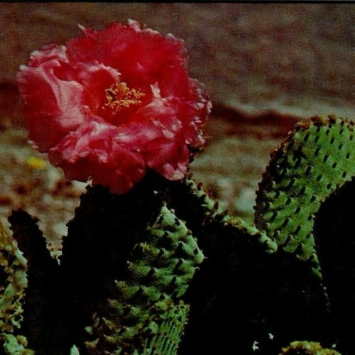 Magenta beaver tail cactus - beaver,