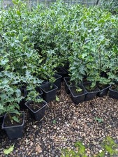 6 Holly Plants 9cm pot -