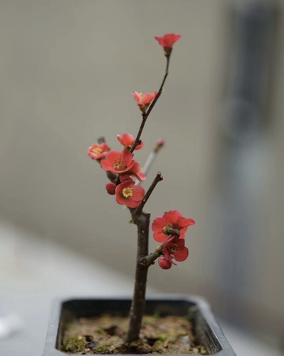 Japanese chaenomeles bonsai - chaenomeles,