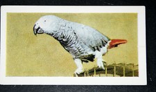 AFRICAN GREY PARROT   Vintage Photo Card  EE02M