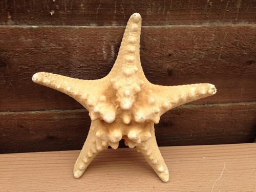 Natural dried knobbly rhino - knobbly,