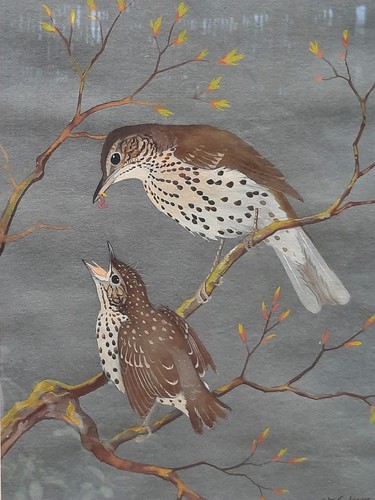 Ralston gudgeon - ralston, (scottish)