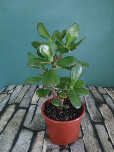 Money plant jade tree - jade, house