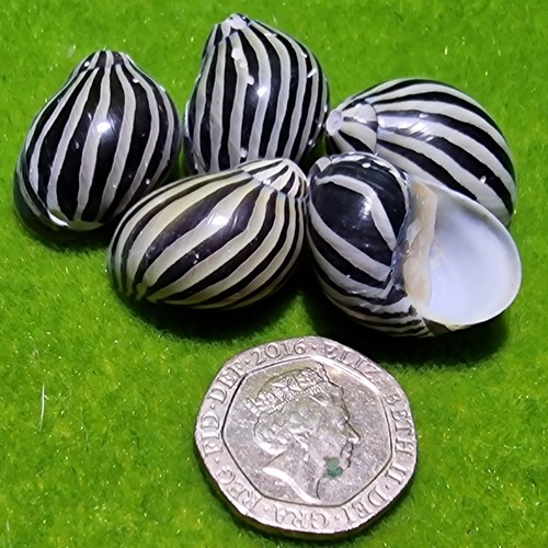 Spare empty shells - 5x,