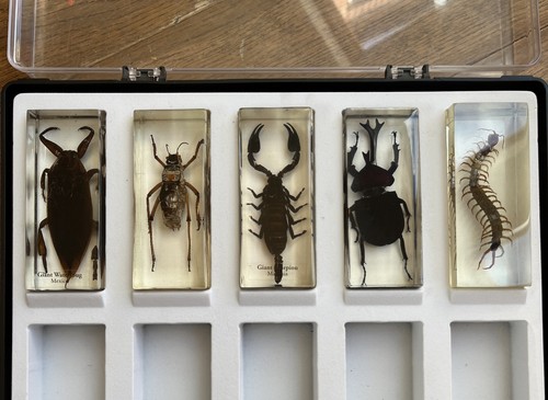 Collection large insects - collection,