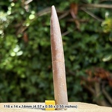 Belemnite – Belemnites explanatus Fossil, Kellaways Beds, Callovian, Jurassic: