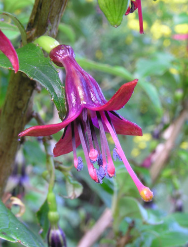 Fuchsia excoricata 9cm pot - fuchsia,