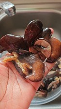 Fresh  Frozen Snails 10pcs-