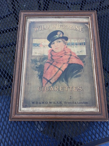 Vintage wild woodbine - vintage,