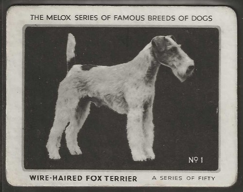 Melox famous breeds dog - breeds,
