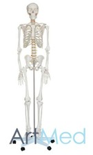 Life Size Skeleton 180 cm Tall