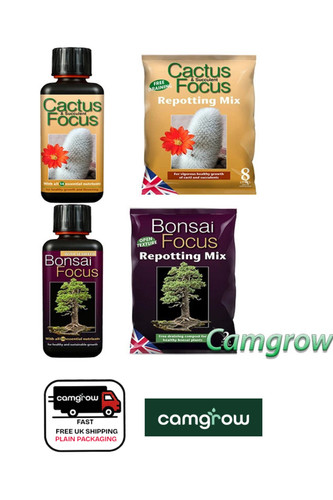 Bonsai focus cactus - focus,