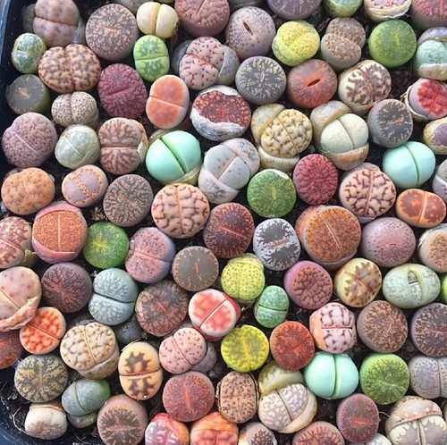 Mixed succulent plant seeds - plant,