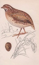 QUAIL -BIRD EGG & Nest vintage1975 bookprint KVETOSLAV HISEK