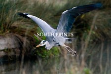 Heron At Bushy Park London