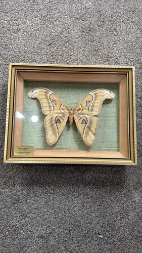 Real preserved tropical - preserved,