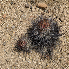 Echinocereus lindsayorum SEEDS