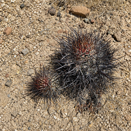 Echinocereus lindsayorum seeds - echinocereus,