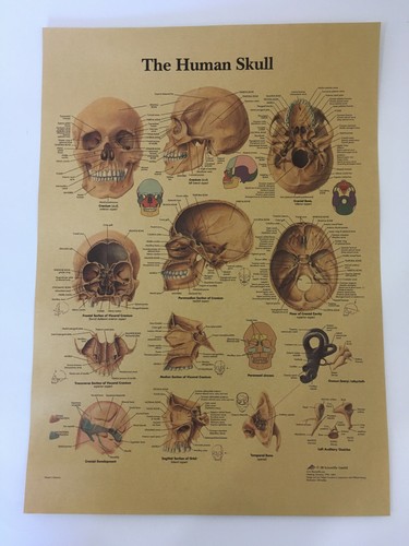 Medical poster human skull - medical,