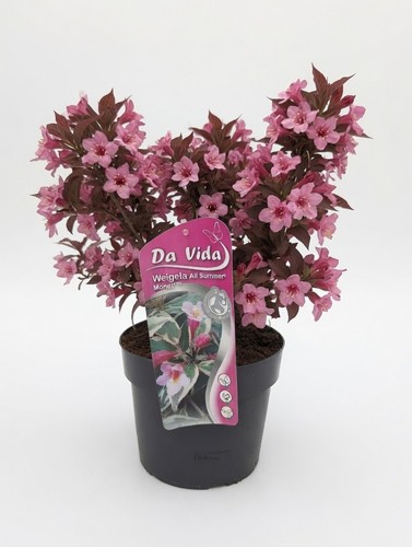 Weigela hardy flowering shrub - flowering,