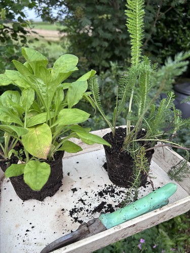 Large bare root plants - bare,