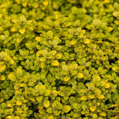 Thyme archers gold - 4, x
