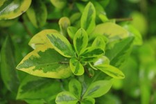4 x Cuttings Golden Privet