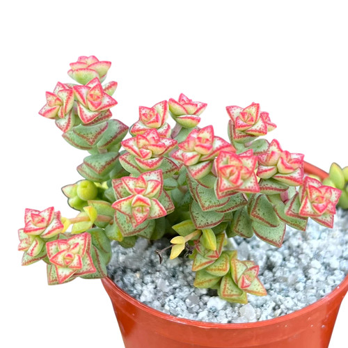Crassula rupestris var