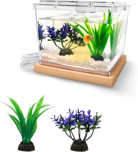 Mini betta fish tank - fish, with