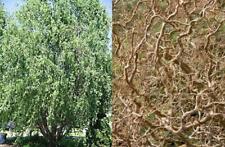 Salix Erythroflexuosa Twisted