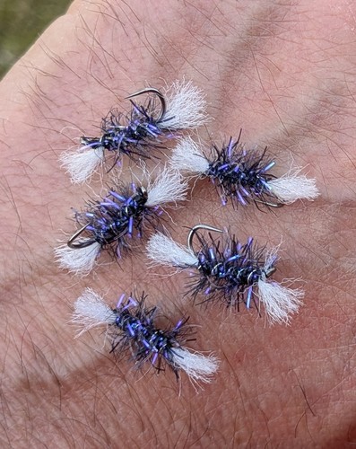 Shipmans buzzer trout - x,