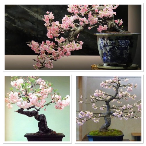 Cherry blossom tree starter - cherry, tree,