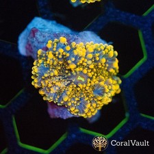 🍊✨ Orange Yuma Mushroom