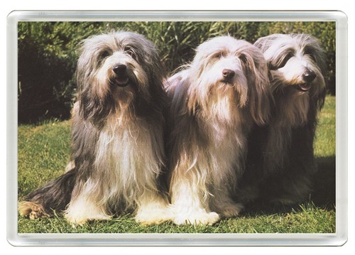 Bearded collie dogs dog - collie,