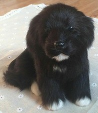 Realistic Black Labrador