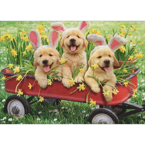 Three puppies wearing - wearing, rabbit