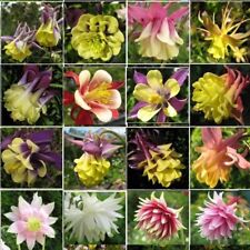 Aquilegia (granny's bonnets, columbines), yellow doubles & specials Touchwood