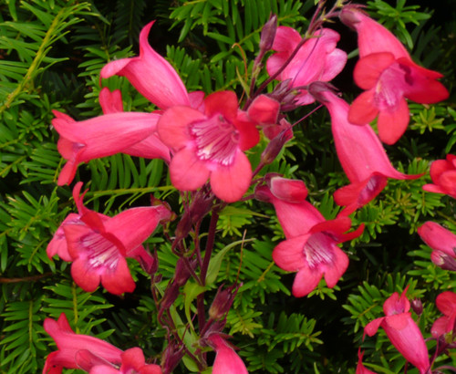 Penstemon firebird perennial - penstemon,