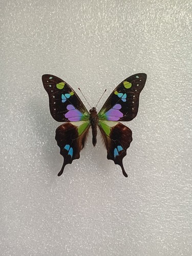Graphium weiskei butterfly set - graphium,
