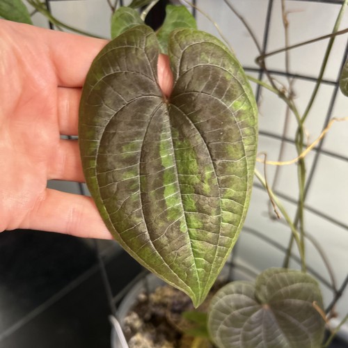 Dioscorea discolor two - dioscorea,