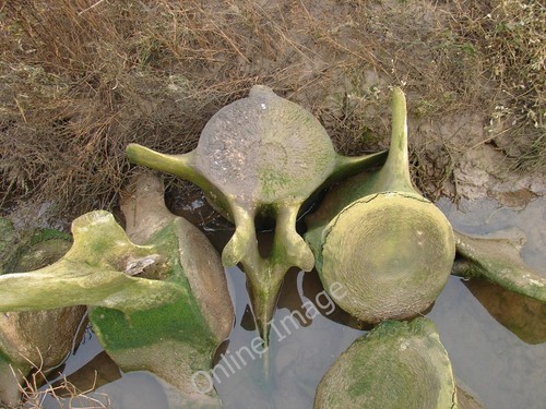 Photo 6x4 whale vertebrae - 6x4,
