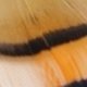Veniard Golden Pheasant Tippet